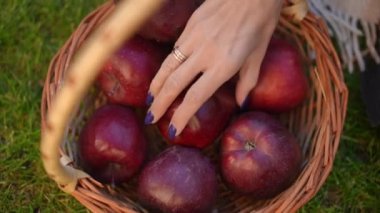 Yakın çekim sepetinde kırmızı sağlıklı elmalar ve ayrılan bir kadın eli var. Açık havada vitaminli organik meyve seçen tanımlanamayan beyaz kadın.