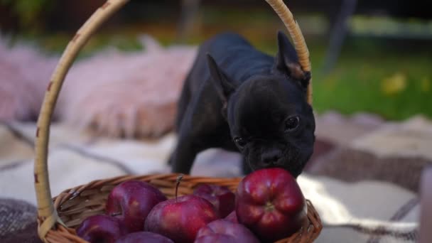 Забавно Цікавий Чорний Маленький Собака Лиже Червоне Яблуко Плетеному Кошику — стокове відео