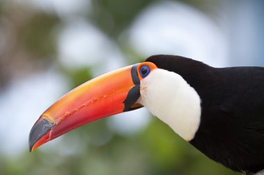 Tucano
