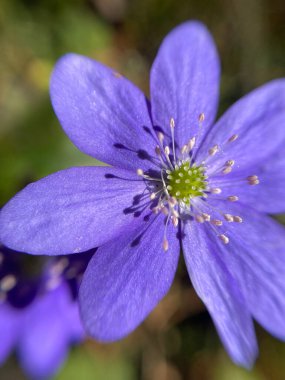 Anemon hepatikası (yaygın hepatika, karaciğer otu, böbrek otu, pennywort), Hepatica baharın başlarında bahçede ortaya çıkar..