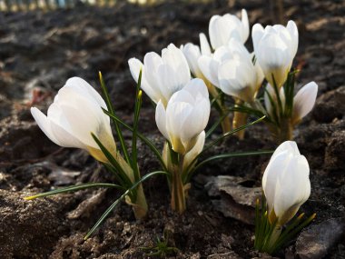 Crocus, baharda safran yakın plan. Crocus (çoğul krokus), İris familyasından çiçek açan bir bitki cinsidir..