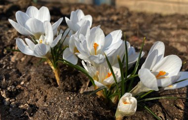 Crocus, baharda safran yakın plan. Crocus (çoğul krokus), İris familyasından çiçek açan bir bitki cinsidir..