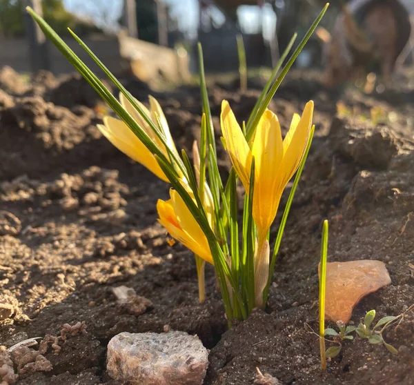 Crocus Saffron Close Spring Crocus Plural Crocuses Croci Genus Flowering — Zdjęcie stockowe