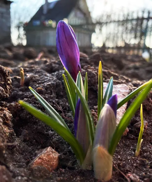 Crocus Saffron Close Spring Crocus Plural Crocuses Croci Genus Flowering — Zdjęcie stockowe