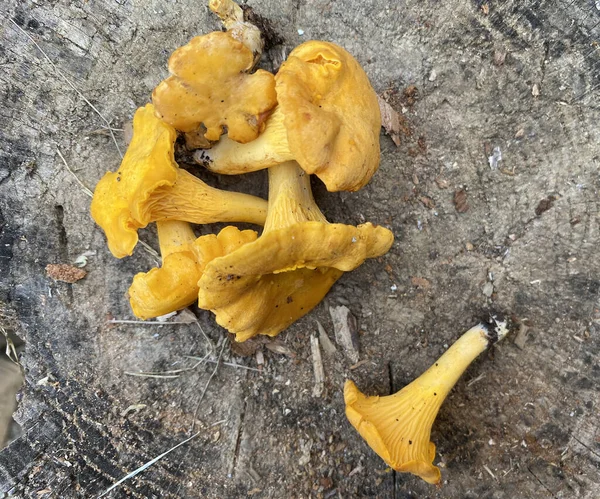 Grzyb Kanterelowy Cantharellus Cibarius Drewnianym Pniu Pieczarki Bliska — Zdjęcie stockowe