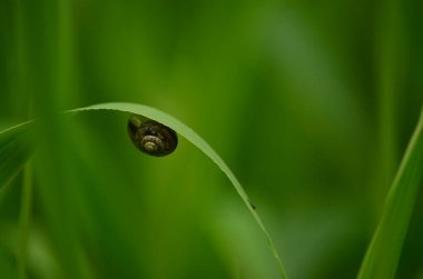 Bulanık yeşil arka planda çimenlerin üzerinde yakın plan salyangoz.