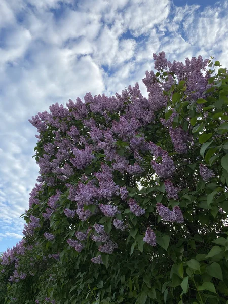 Flor Lila Syringa Primer Plano Día Verano —  Fotos de Stock