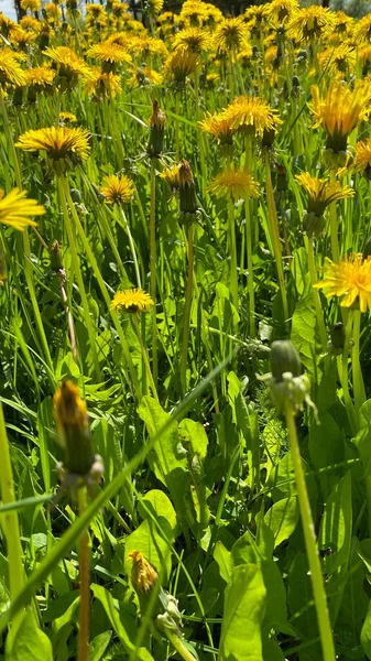 Campo Denti Leone Fioriti Taraxacum Colori Primaverili Brillanti — Foto Stock