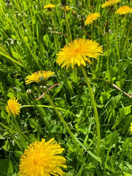 開花タンポポのフィールド Taraxacum 明るい春の色 — ストック写真