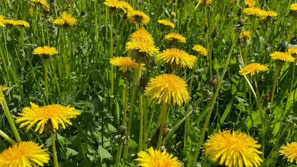 開花タンポポのフィールド Taraxacum 明るい春の色 — ストック写真