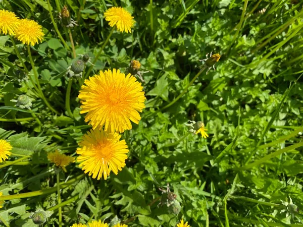 開花タンポポのフィールド Taraxacum 明るい春の色 — ストック写真