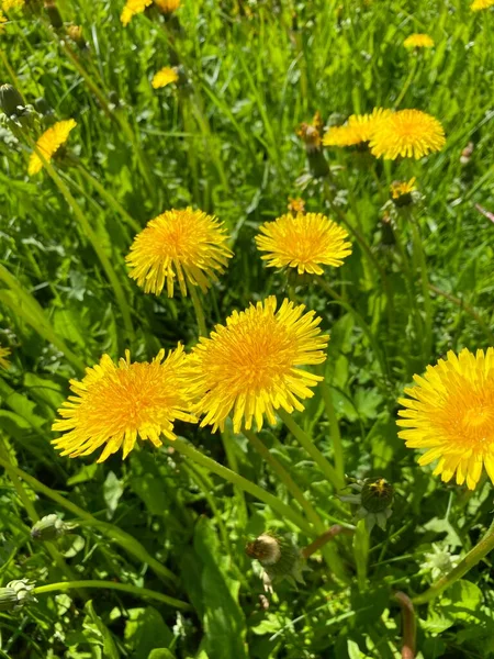 開花タンポポのフィールド Taraxacum 明るい春の色 — ストック写真