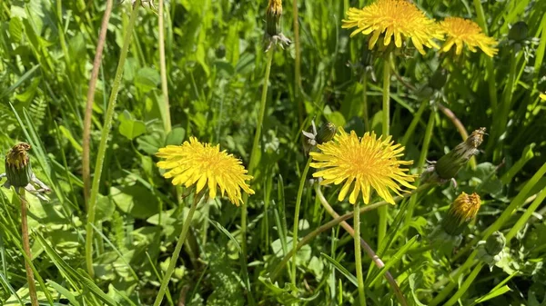 Campo Denti Leone Fioriti Taraxacum Colori Primaverili Brillanti — Foto Stock