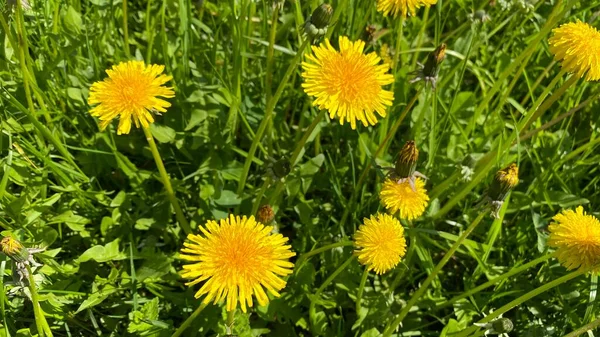 開花タンポポのフィールド Taraxacum 明るい春の色 — ストック写真