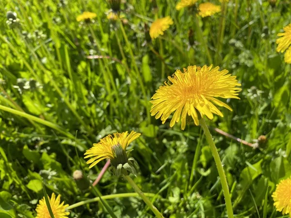 開花タンポポのフィールド Taraxacum 明るい春の色 — ストック写真