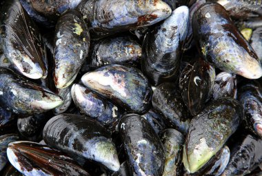 Kabuklu deniz hayvanı.