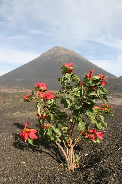 Flores rojas frente a un volcán — Foto de Stock