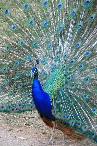 Pfau — Stockfoto