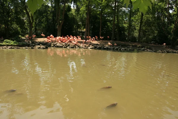 Flamingo — Fotografia de Stock