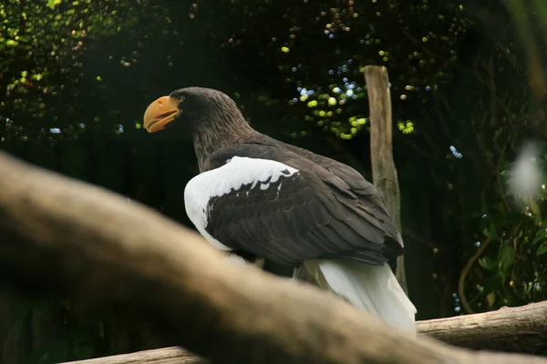 Adler auf einem Ast — Stockfoto