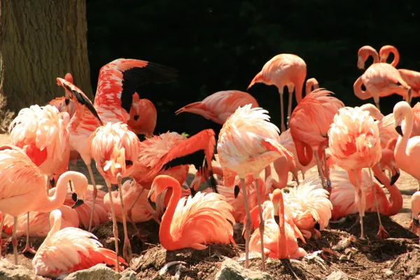 Flamingo Stockbild