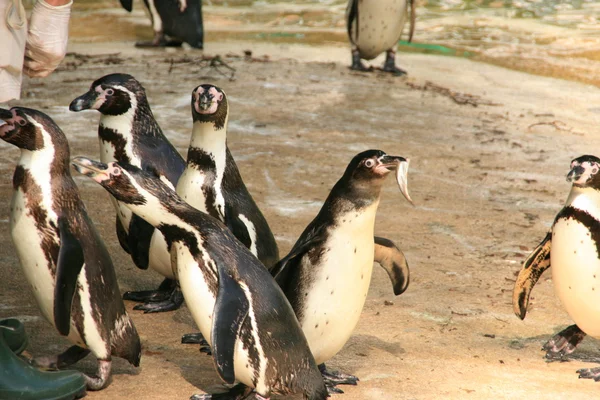 Pingüinos Imagen De Stock