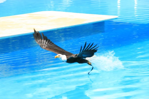 Águila — Foto de Stock