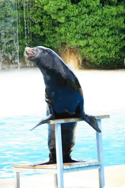 Sea-lion — Stock fotografie