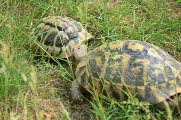 Две черепахи в траве — стоковое фото