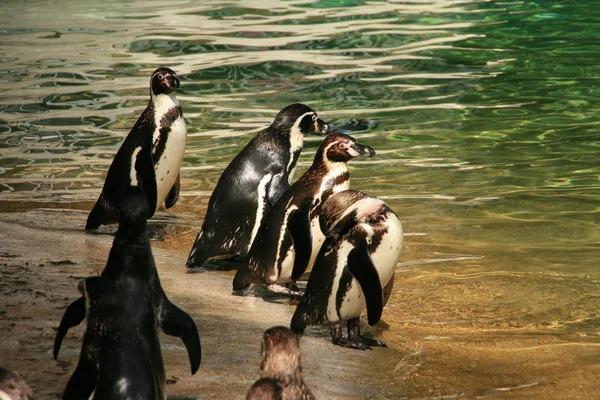 Pingüinos — Foto de Stock