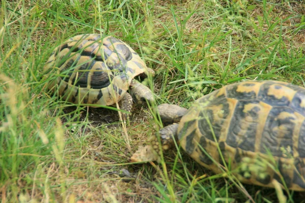 Две черепахи в траве — стоковое фото