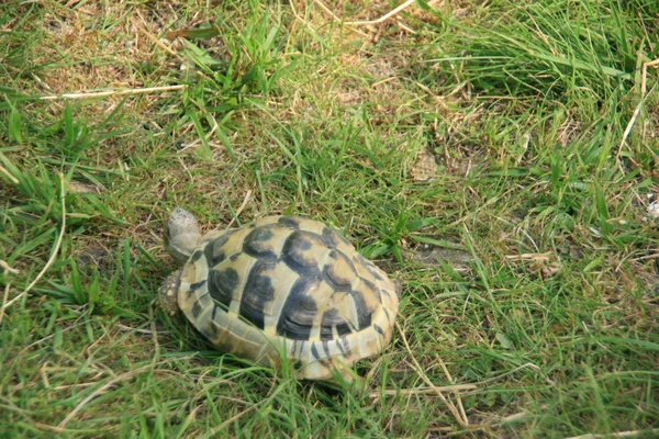 Tortuga en la hierba —  Fotos de Stock