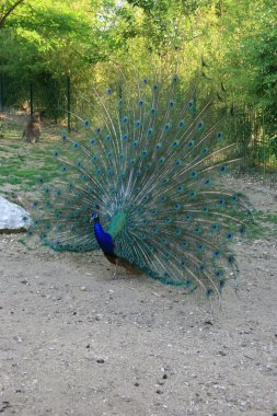 Tavus kuşu kuyruğunu Yayilim