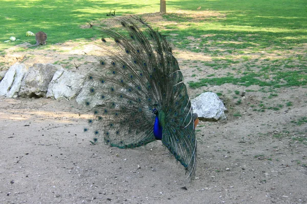 Peacock spreading its tail — Stock Photo, Image