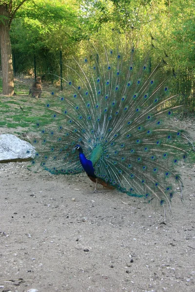 Peacock spreading its tail — Stock Photo, Image