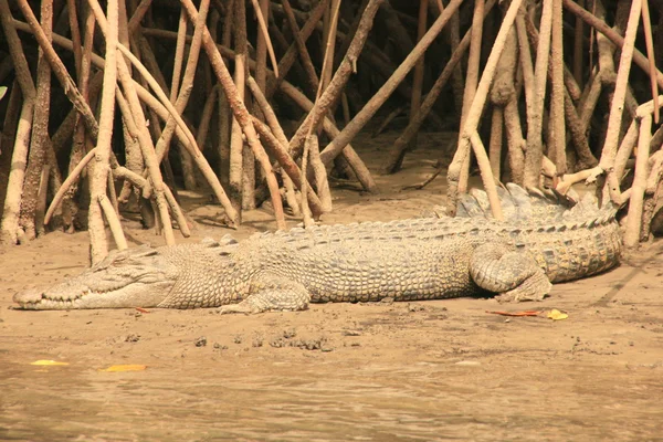 Krokodil — Stockfoto