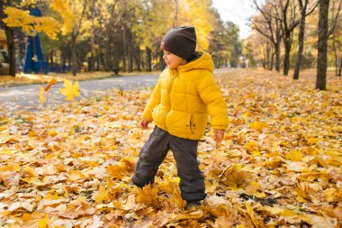 Sonbahar parkında sarı akçaağaç yaprakları fırlatıp eğlenen sevimli erkek bebek.