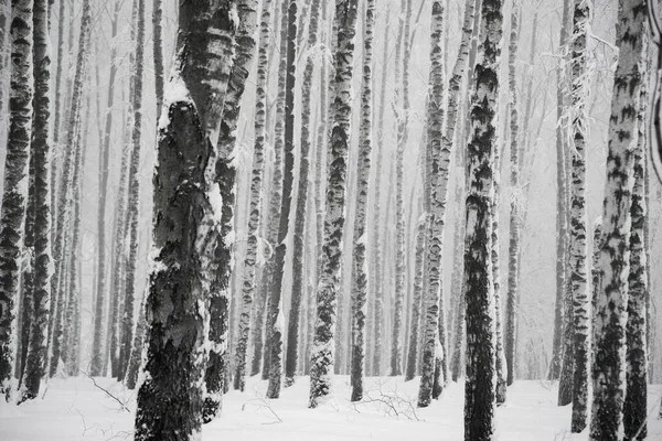 Snöiga Björkar Skogen Vinter Monokroma Landskap Bilder — Stockfoto