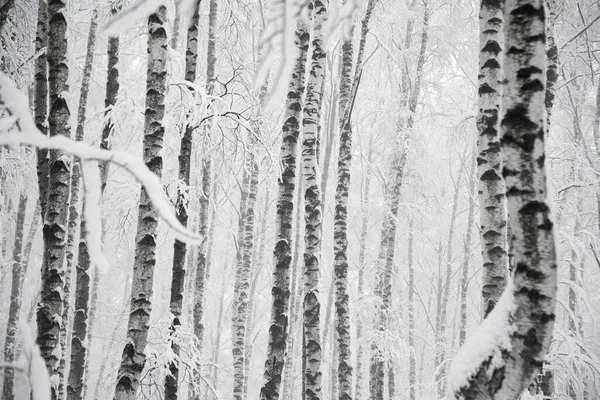 Snöiga Björkar Skogen Vinter Monokroma Landskap Bilder — Stockfoto