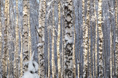 Güneşli karlı huş ağaçları, kış ormanı, ahşap dokular...