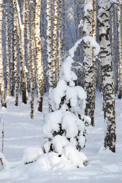 Soligt Granträd Snön Björkskog Bakgrunden Vinterlandskap — Stockfoto