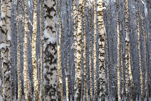 日当たりの良い雪の白樺の木 冬の森 木のテクスチャの背景 — ストック写真