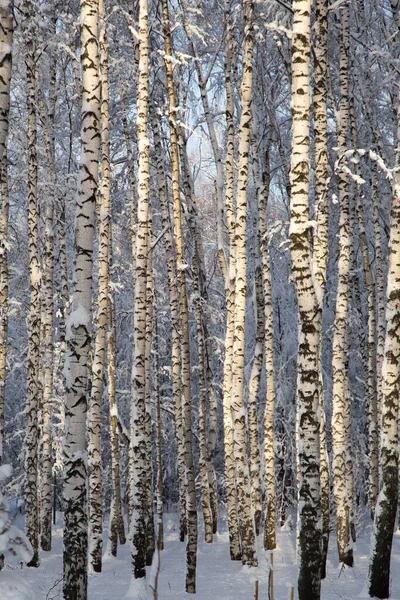 Soliga Snöiga Björkar Träd Vinter Skog Trä Texturer Bakgrund — Stockfoto