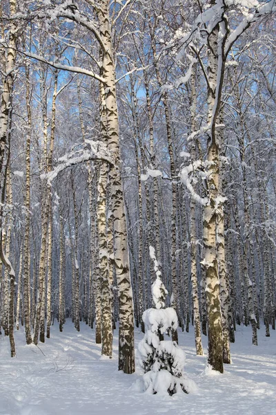 Soligt Granträd Snön Björkskog Bakgrunden Vinterlandskap — Stockfoto