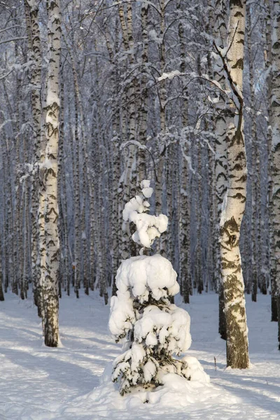 Soligt Granträd Snön Björkskog Bakgrunden Vinterlandskap — Stockfoto