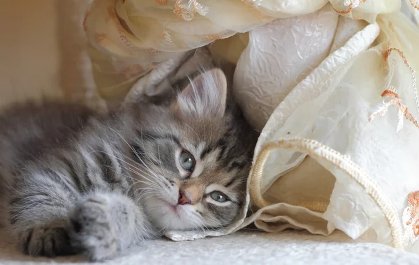 Chaton sibérien sur le poteau scraring — Photo