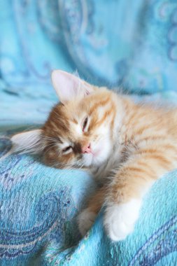 yavru Sibirya kedisi, kırmızı renk