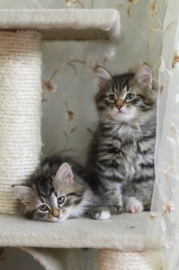 Kittens of siberian race clipart