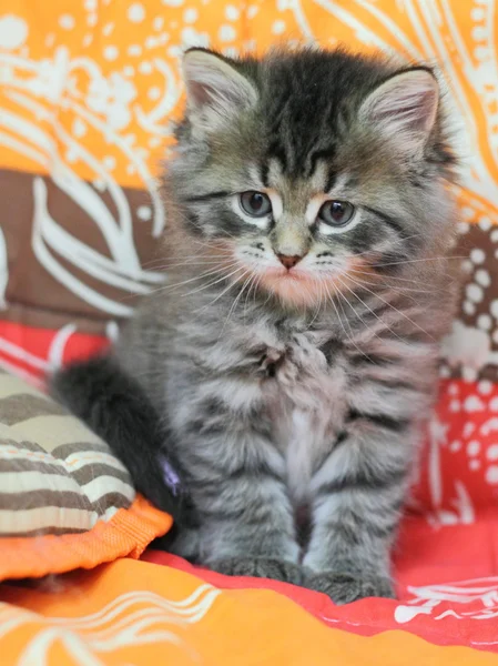 Cucciolo di gatto siberiano su una copertura colorata — Foto Stock