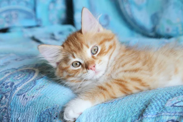 Κουτάβι της Σιβηρίας γάτα, κόκκινο χρώμα — Φωτογραφία Αρχείου